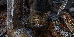 Γάτα σε χαλάσματα