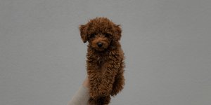Golden doodle/ Φωτογραφία: Unsplash
