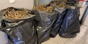 Τα 37 κιλά κάνναβης που κατασχέθηκαν από την ΕΛ.ΑΣ. στον Τύρναβο