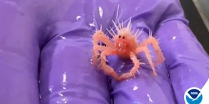 Το αξιαγάπητο καβουράκι 