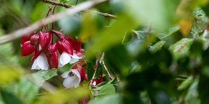 Το λουλούδι είναι τόσο σπάνιο που φυτρώνει μόνο σε ένα απομακρυσμένο νησί / WIKIPEDIA