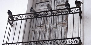 Για χιλιετίες, τα περιστέρια αντιμετωπίζονταν με σεβασμό. Αλλά αυτό έχει αλλάξει. Γιατί; / PEXELS