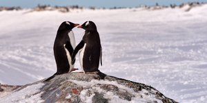 Ζευγάρι πιγκουίνων