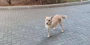  ο πρώτος σκύλος της Μολδαβίας