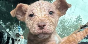 Ένα μικρό κουτάβι βρέθηκε σε καταφύγιο αστέγων στην Καλιφόρνια