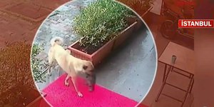 Σκύλα μετέφερε το άρρωστο κουτάβι της σε κτηνιατρείο στην Κωνσταντινούπολη