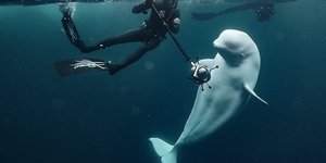 Ο μακαρίτης Hvaldimir, που ακόμη και σήμερα διερευνάται ο ρόλος του ως... κατάσκοπος του Κρεμλίνου / WIKIPEDIA