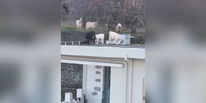 Αιγοπρόβατα έκαναν κατάληψη στο σπίτι του Νίκου Ανδρουλάκη στο Ψυχρό Λασιθίου -Σκαρφάλωσαν στην ταράτσα