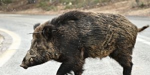 Αγριογούρουνο χτυπημένο με βέλος στο αυτί εντοπίστηκε κοντά στο τελεφερίκ της Πάρνηθας