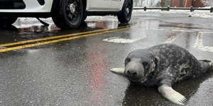 Φώκια σε δρόμο του Κονέκτικατ