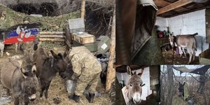 Ρωσικές δυνάμεις χρησιμοποιούν γαϊδούρια για μεταφορά εφοδίων στα μέτωπα της Ουκρανίας