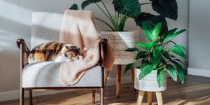 5 φυτά εσωτερικού χώρου που θα απογειώσουν το design και είναι απόλυτα ασφαλή για τα κατοικίδια