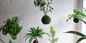 Πώς να φτιάξετε τα γιαπωνέχικα φυτά kokedama