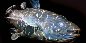 Το αρχαιότερο ψάρι του κόσμου εικαζόταν εξαφανισμένο για 60 εκατομμύρια χρόνια πριν ανακαλυφθεί ξανά