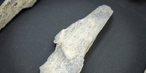 Οστέινο εργαλείο που ανακαλύφθηκε στην Τανζανία