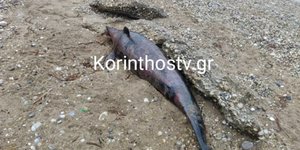 Νεκρό δελφίνι σε παραλία στη Κόρινθο