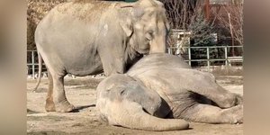 Σπαρακτικό βίντεο: Θηλυκός ελέφαντας θρηνεί για ώρες πάνω από το άψυχο κορμί της επί 25 χρόνια καλυτερής της φίλης