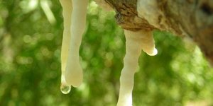 Μάννα, μια παράδοση που κρέμεται από μια κλωστή