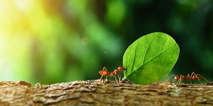 Πώς θα κρατήσετε τα μυρμήγκια μακριά από τα φυτά και το σπίτι σας