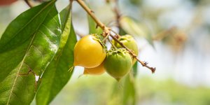 Το φρούτο nance 