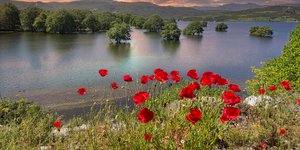 παπαρουνες λιμνη