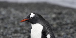 Πιγκουίνος