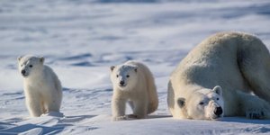 Oι πολικές αρκούδες χτίζουν τις φωλιές τους στις πλαγιές των φιόρδ και σε ορεινές περιοχές / Shutterstock