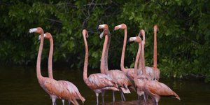 Ροζ φλαμίνγκο