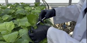 Στον Καναδά φοιτητές έχουν αναπτύξει έναν απίστευτο νέο τρόπο σύνθεσης φαρμάκων από φυτά / SHUTTERSTOCK