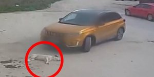 Το αυτοκίνητο που πάτησε ξαπλωμένο σκύλο στη Θεσσαλονίκη