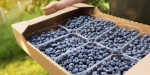 Προστασία από το Αλτσχάιμερ: 5 τροφές για υγιή εγκέφαλο