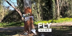 Δέντρο όπου σκοτώθηκαν οι τρεις φοιτητές στη Σπάρτη
