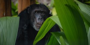 Κολομβία: Ο τελευταίος αιχμάλωτος χιμπατζής πήρε... αεροπλάνο για Βραζιλία, λόγω μοναξιάς