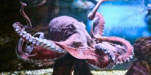 Χταπόδι του Ειρηνικού Ωκεανού