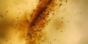 Κάθε ζωή στη Γη προέρχεται από έναν μόνο πρόγονο -Και είναι πολύ αρχαιότερος απ’ ό,τι πιστεύαμε