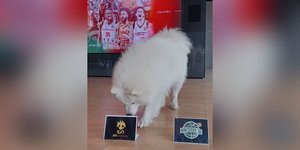 Ο σκύλος... έστειλε την ΑΕΚ στο Final Four του BCL