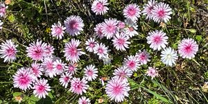 Μαγεία στη Μυτιλήνη: Αγριες ορχιδέες στη σκιά απολιθωμένων κορμών ηλικίας 20 εκατομμυρίων ετών [εικόνες]