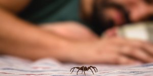 Μια αράχνη πάνω σε κρεβάτι