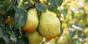 Η διατροφική αξία των αχλαδιών