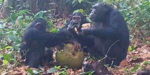 Χιμπατζήδες τρώνε φρούτο με αλκοόλ