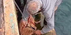 Διάσωση σκύλου στη Ραφήνα / 