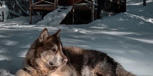 Ο Έκτορας «φυλάει» τον ορειβατικό ξενώνα στους Πάδες στον Σμόλικα 