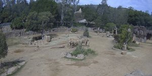 Ενήλικοι ελέφαντες σχηματίζουν κλοιό για να προστατέψουν τα μικρά τους στη διάρκεια σεισμού στο Σαν Ντιέγκο