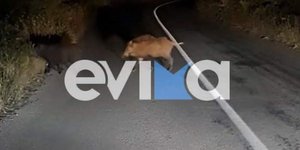 Αγριογούρουνα στην Εύβοια