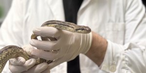 Snake Found in Athens Schoolyard Causes Brief Panic