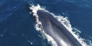 Πτεροφάλαινες: Το δεύτερο μεγαλύτερο ζώο του πλανήτη -Πώς ζουν, τι τρώνε, πού τις συναντάμε