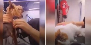 Βίντεο με την pet groomer να κακοποιεί ζώα