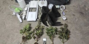 Υδροπονική κάνναβη