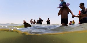 Kαρχαρίας στα ρηχά σε παραλία στο Ισραήλ