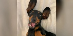 μικρός σκλύλος